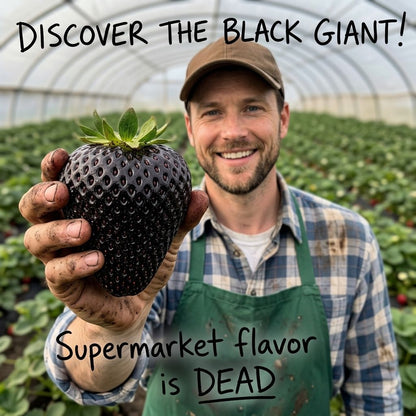 Stop Paying $10 For Fake, Chemical-Soaked Supermarket Berries! 🛑🍓 Grow The Rare Black Giant At Home! 🖤-QDL