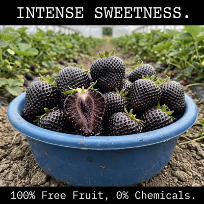 Stop Paying $10 For Fake, Chemical-Soaked Supermarket Berries! 🛑🍓 Grow The Rare Black Giant At Home! 🖤-QDL