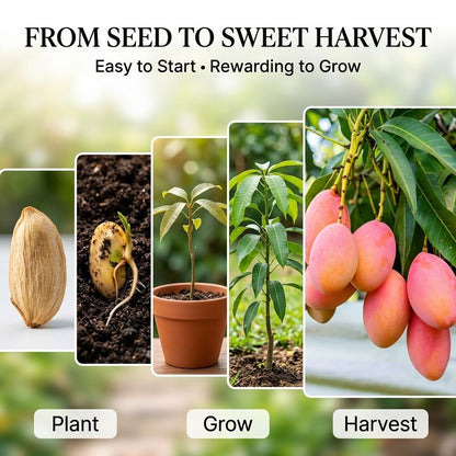 🌸 Grow Your Own Pink Mango Tree — Rare, Sweet & Worth the Wait-QDL