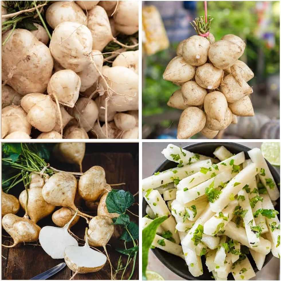 Buy1Get2 Hot Deal | Home Grow Sweet Crispy Jicama Seeds -AFF