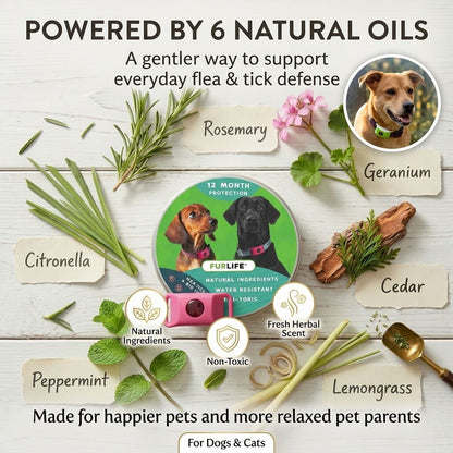 Fleas & Ticks Don’t Wait — Clip On Daily Defense Before The Next Walk-QDL
